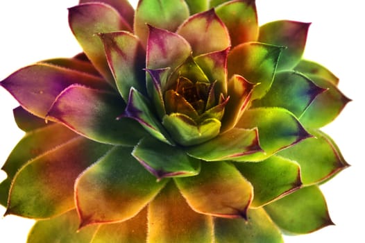 Abstract crassulaceae succulent flower