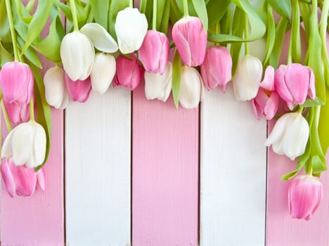 Pink and white background made of wood with fresh tulips