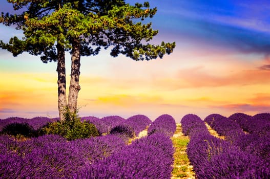 Lavender field in Provence, near Sault, France