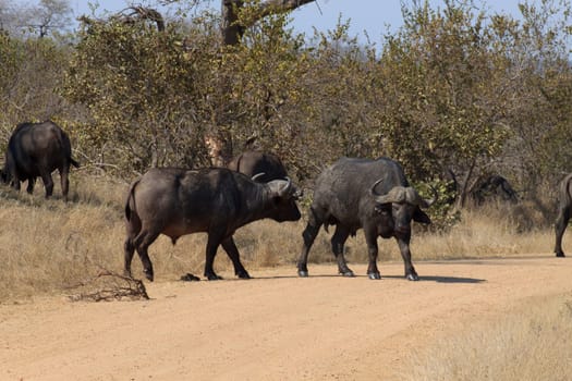 Buffalo