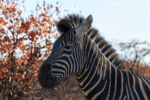 Zebra