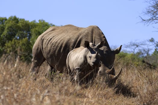 Rhinos