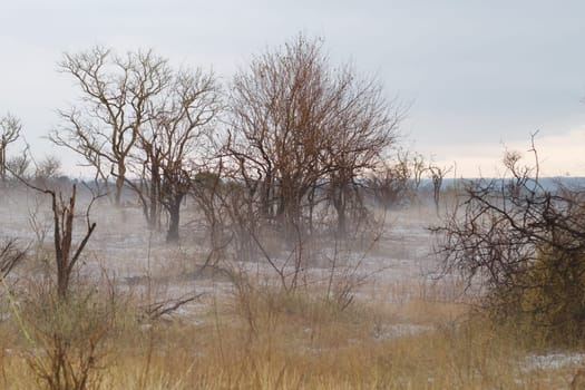 Fog at Kruger park
