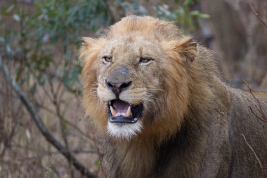 Lion