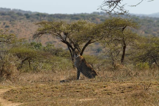 Cheetah
