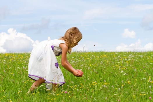 Butterfly search