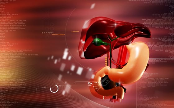 Digital illustration of Liver and stomach in colour background