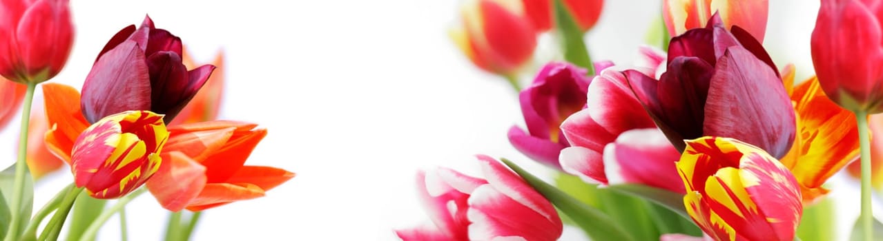 tulips against white background,highres,banner