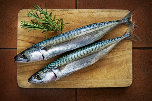 Fresh mackerel fish on wooden board with herbs