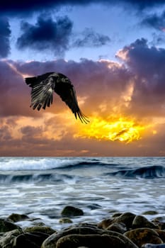 Dramatic sunrise over the sea with flying raven - Gouves, Crete, Greece