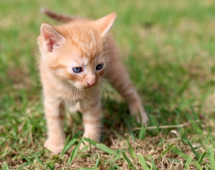 Sad little ginger-coloured kitten