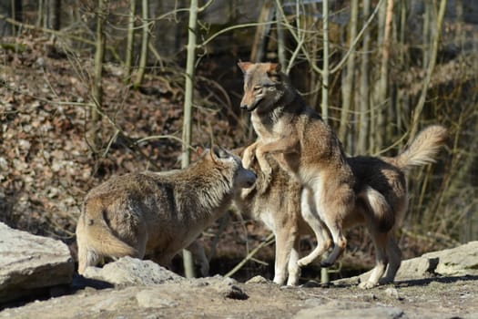 Timber Wolves