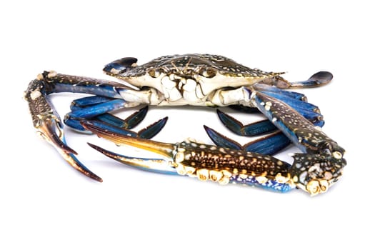 Crab isolated,close-up of cancer for cooking on a white background