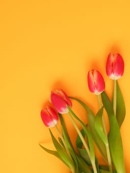 Colorful springtime background with beautiful tulips, seasonal background
