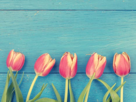 Beautiful tulips on a weathered blue wooden background