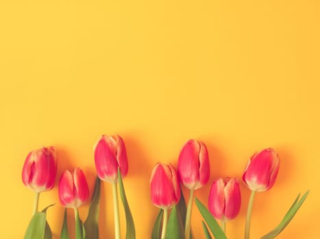 Colorful springtime background with beautiful tulips, seasonal background