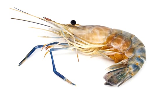 Shrimps,close-up of shrimp on white background
