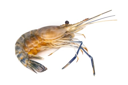 Shrimps,close-up of shrimp on white background