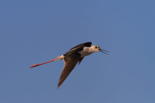 black winged stilt in Comana Natural Park, Romania