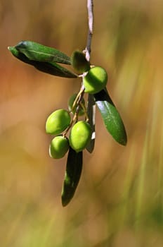 fresh olives