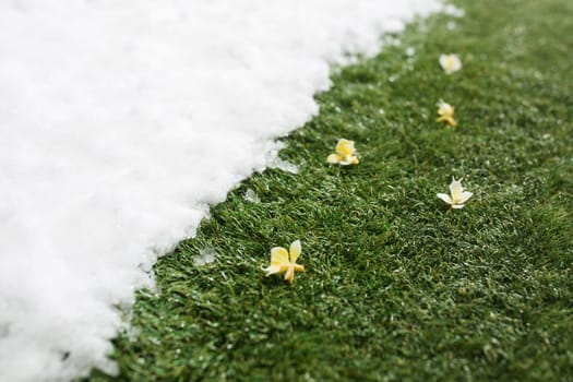 Meeting white snow and green grass with flowers close up - between winter and spring concept background. Conceptual image about spring. Selective focus. Background with copy space