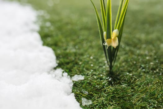 Meeting white snow and green grass with flowers close up - between winter and spring concept background. Conceptual image about spring. Selective focus. Background with copy space