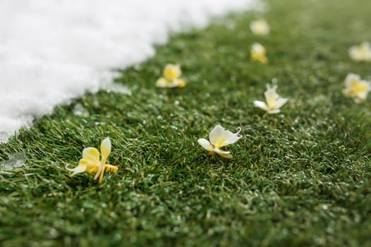 Meeting white snow and green grass with flowers close up - between winter and spring concept background. Conceptual image about spring. Selective focus. Background with copy space