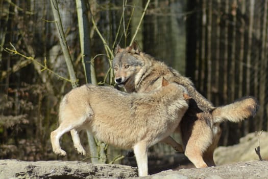 Timber Wolves