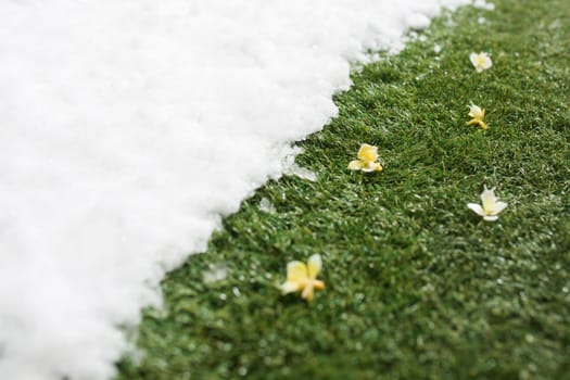 Meeting white snow and green grass with flowers close up - between winter and spring concept background. Conceptual image about spring. Selective focus. Background with copy space