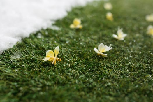 Meeting white snow and green grass with flowers close up - between winter and spring concept background. Conceptual image about spring. Selective focus. Background with copy space