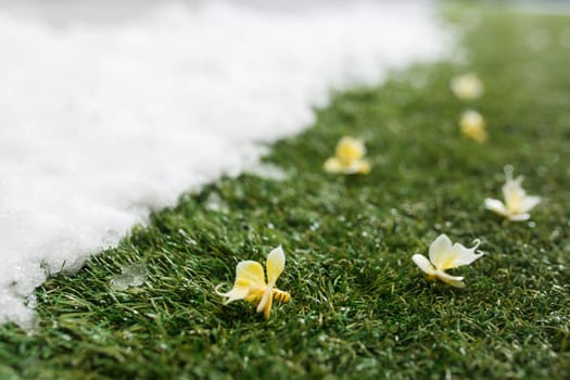 Meeting white snow and green grass with flowers close up - between winter and spring concept background. Conceptual image about spring. Selective focus. Background with copy space