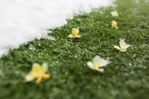 Meeting white snow and green grass with flowers close up - between winter and spring concept background. Conceptual image about spring. Selective focus. Background with copy space