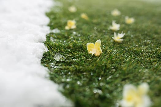 Meeting white snow and green grass with flowers close up - between winter and spring concept background. Conceptual image about spring. Selective focus. Background with copy space