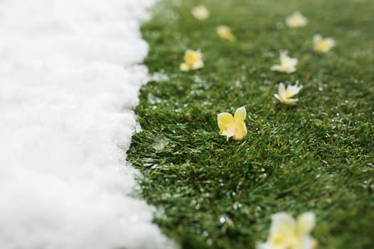 Meeting white snow and green grass with flowers close up - between winter and spring concept background. Conceptual image about spring. Selective focus. Background with copy space
