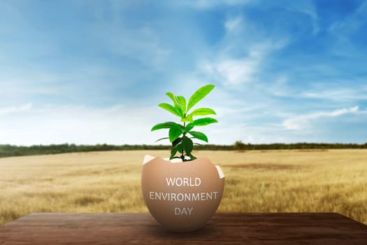 Seedling plants from cracked egg on the table. World environment day concept