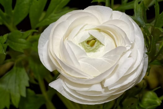 Asian buttercup
