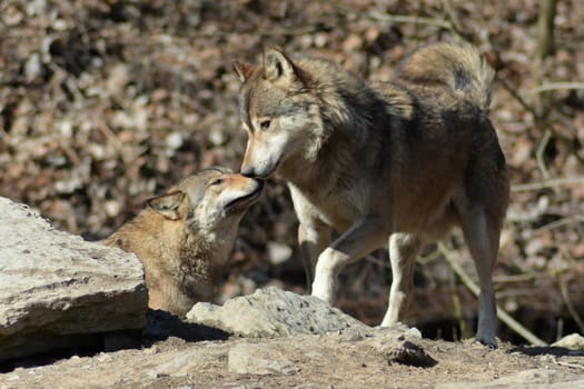 Timber Wolves