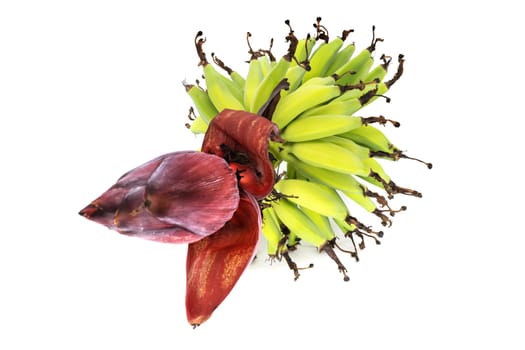 Fresh bananas from the tree,banana tree with flower