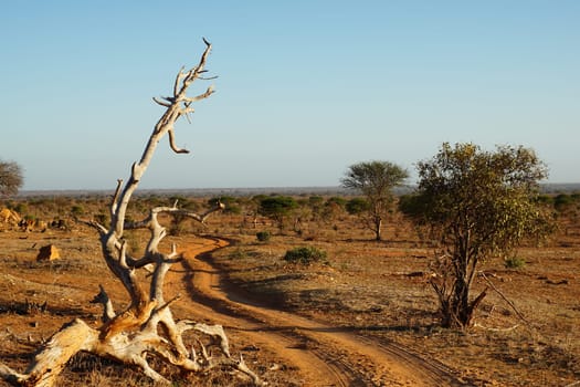 Dusty slope in the early morning sun in the savannah of Tsavo East