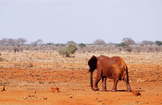 Mud-covered elephant at the waterhole of Tsavo East Kenya