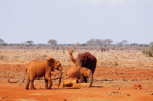 Three mud-covered elephants at the waterhole of Tsavo East Kenya
