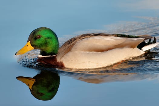 mallard on the pond