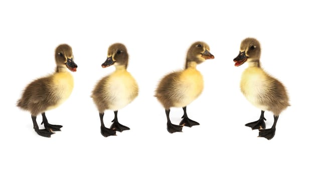 Ducklings on a white background,close-up of fluffy young animal