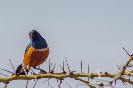 Superb Starling with naughty look on a branch in the savannah of the amboseli in Kenya