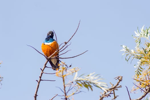 Superb Starling with naughty look on a branch in the savannah of the amboseli in Kenya