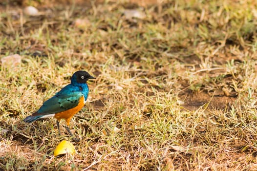 Superb Starling in the savannah grassland of the amboseli in Kenya