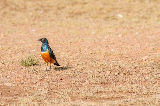 Superb Starling in the savannah grassland of the amboseli in Kenya
