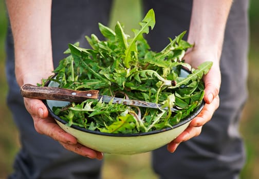 Picking with knife a fresh dandelion leaves in nature