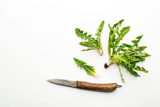 Fresh dandelion leaves on white background overhead shoot