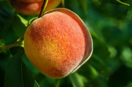 close up of the ripe fruit peach